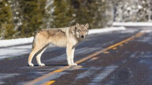 After Hunters Kill Record Number of Yellowstone Wolves, Officials Take Steps to Limit Season