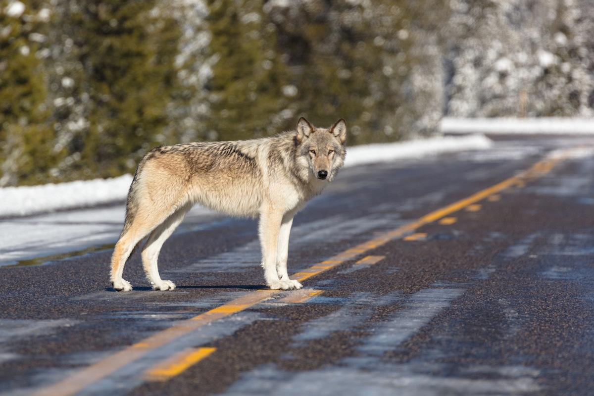 A Yellowstone wolf.