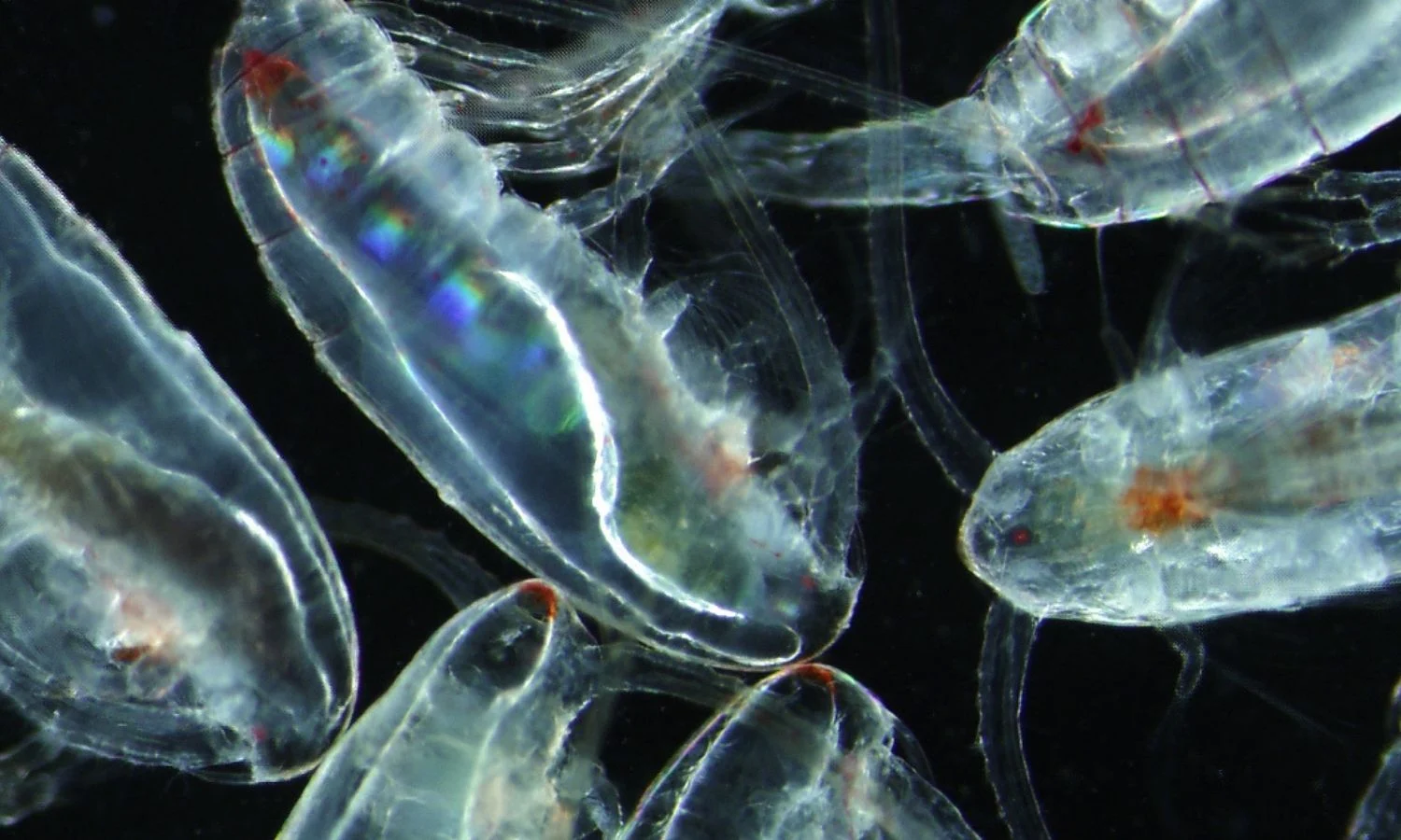 A Big Climate Warning From One of the Gulf of Maine’s Smallest Marine Creatures