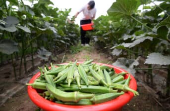 8 Nutrition and Health Benefits of Okra