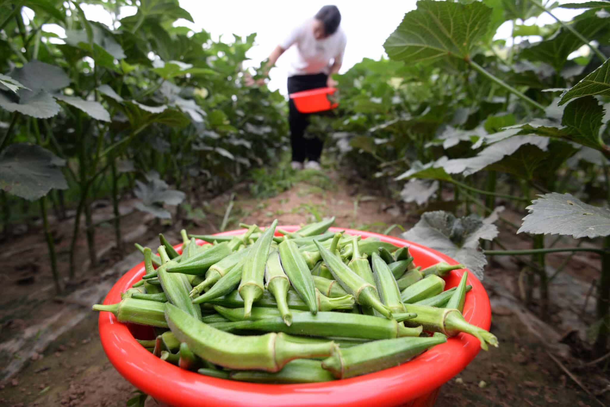 Farmers pick okra in China