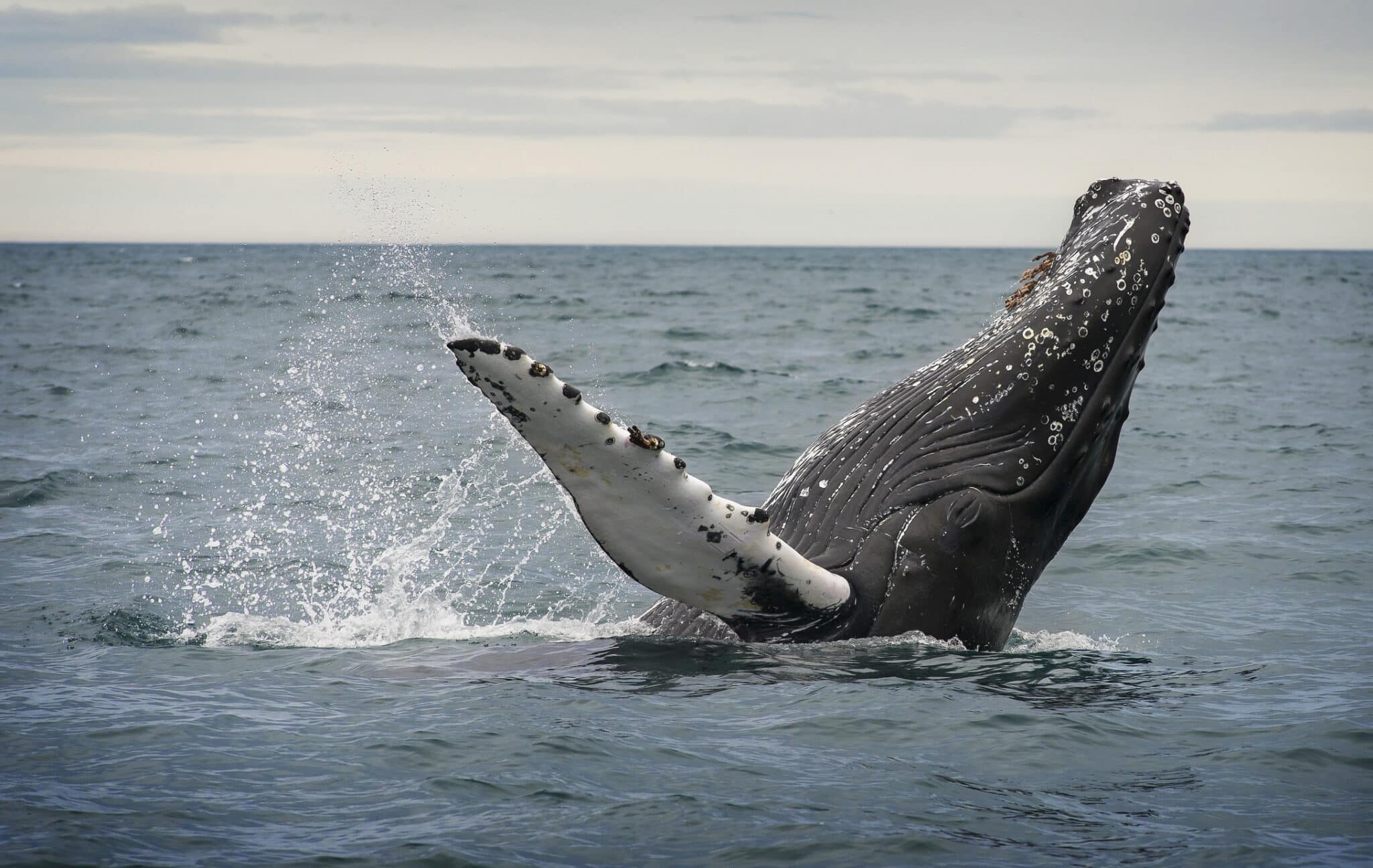 Iceland to Ban Commercial Whaling by 2024