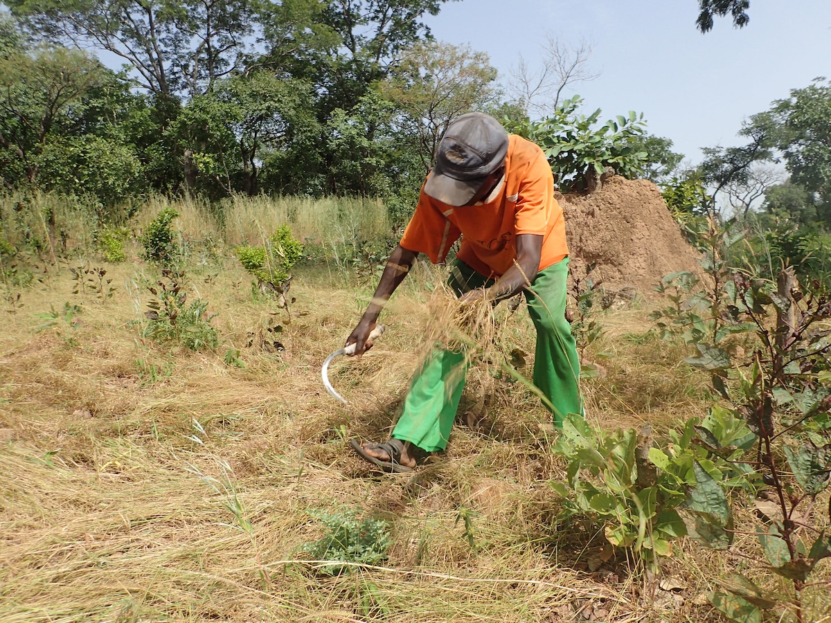 A farmer harvests fonio with a sickle in Senegal.