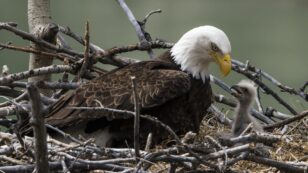 Nearly Half of Bald Eagles in the U.S. Suffer From Toxic Lead Exposure, Study Finds