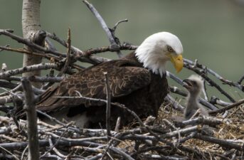 Nearly Half of Bald Eagles in the U.S. Suffer From Toxic Lead Exposure, Study Finds