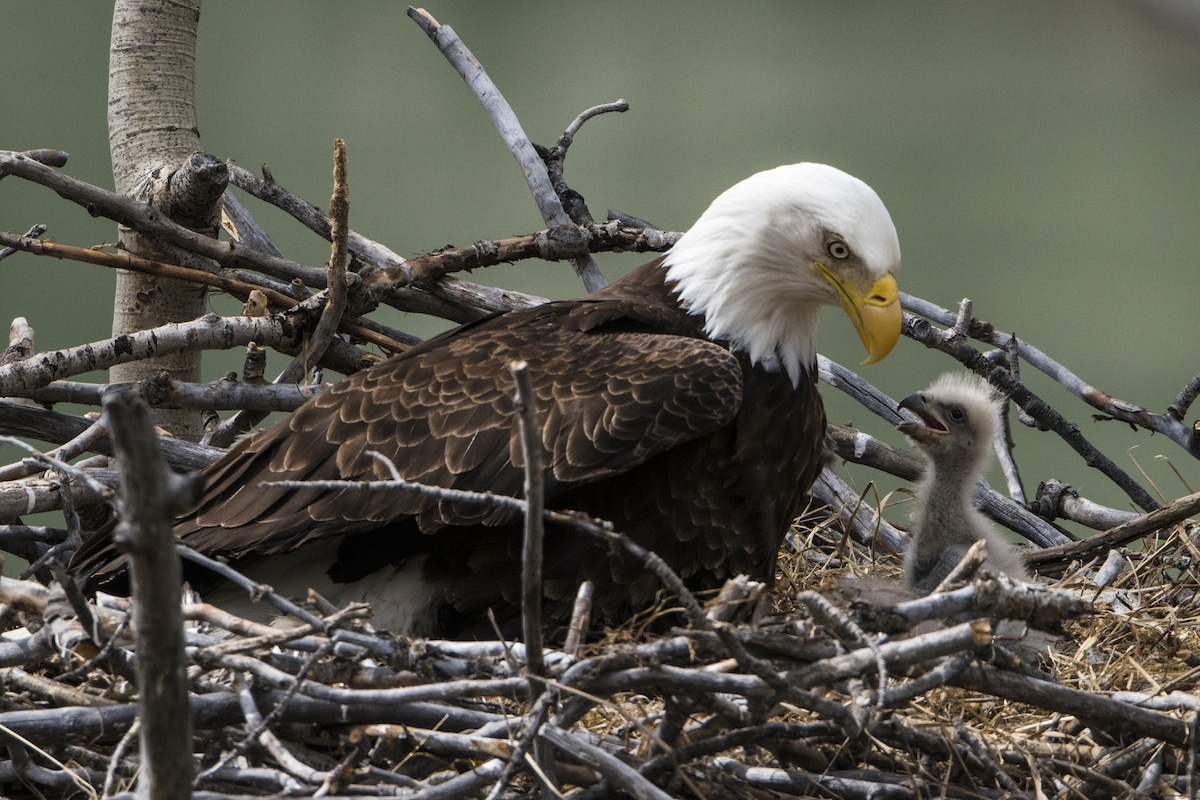 Bald eagles in a nest
