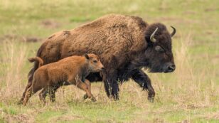 Bison Restoration on Tribal Lands Has Cultural, Ecological and Economic Benefits, Study Finds
