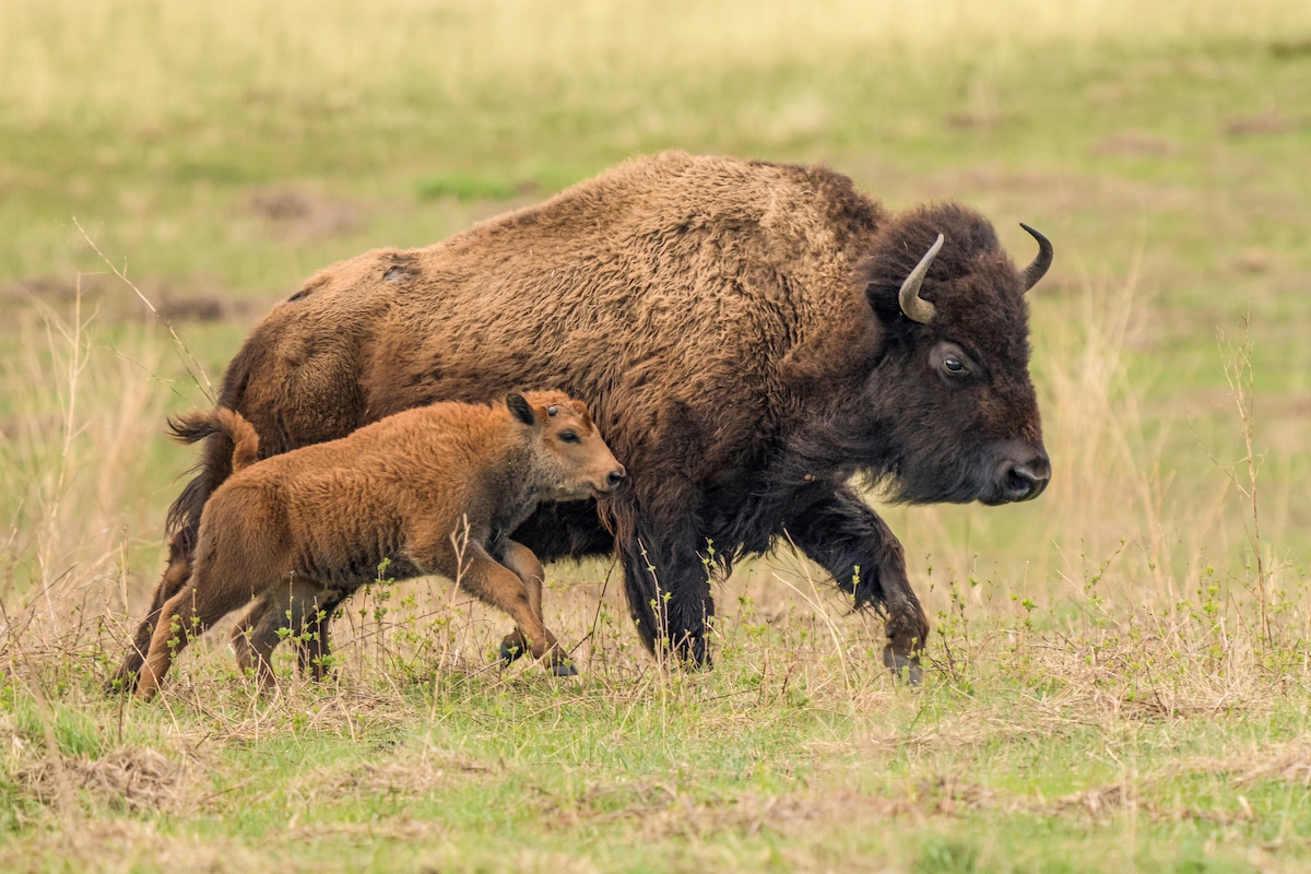 A bison calf and mother in South Dakota.