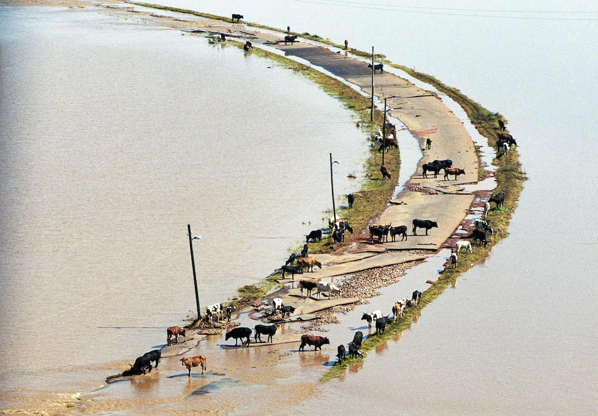 Cows stranded on a road during flooding.