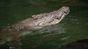 Newly Discovered Crocodile Species Dined on Dinosaur (at Least Once)