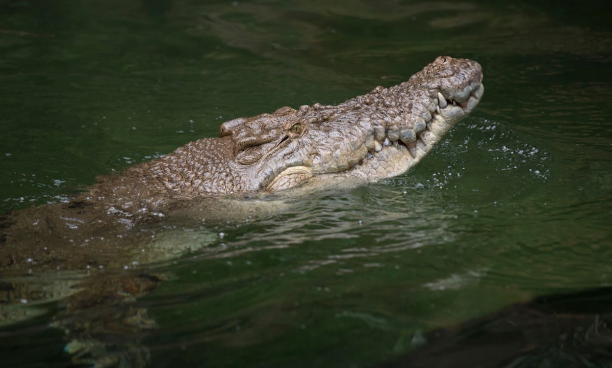 An Australian crocodile