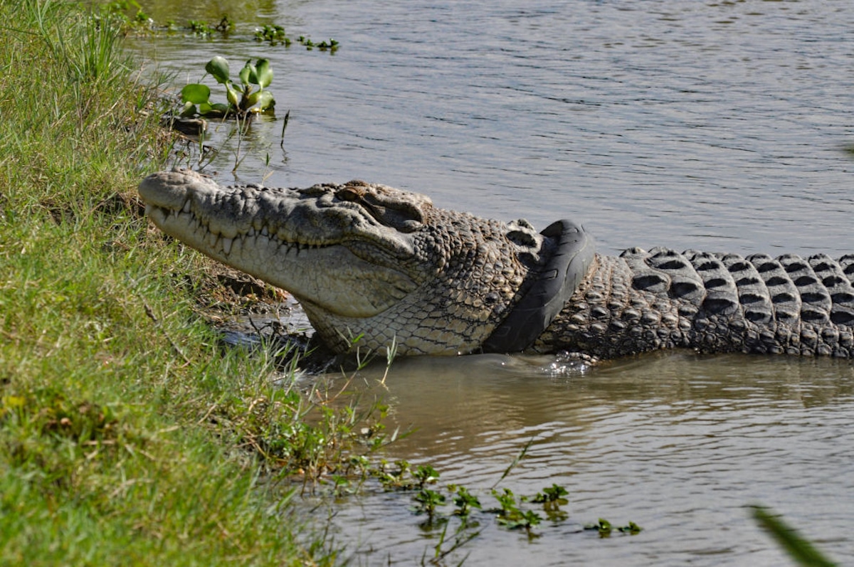 A crocodile stuck in a tire