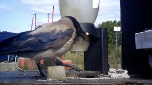 Swedish Company Trains Crows to Clean Up Cigarette Butts