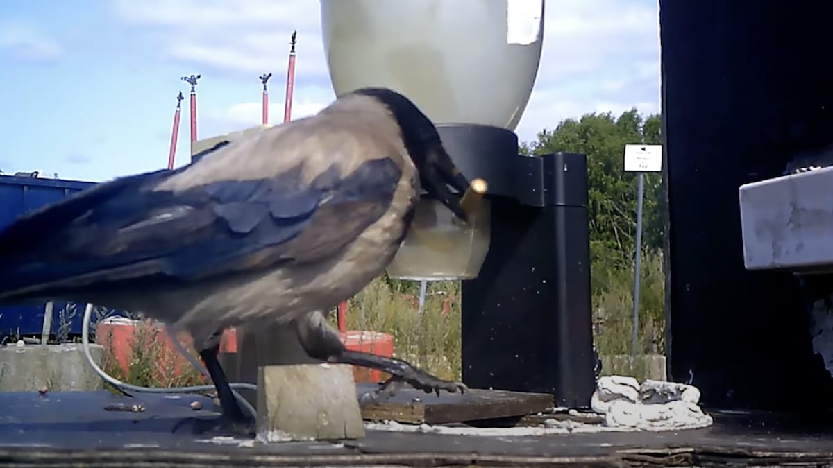 A crows picking up a cigarette butt.