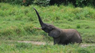 Critically Endangered African Forest Elephant Holds Onto ‘Last Stronghold’ in Gabon