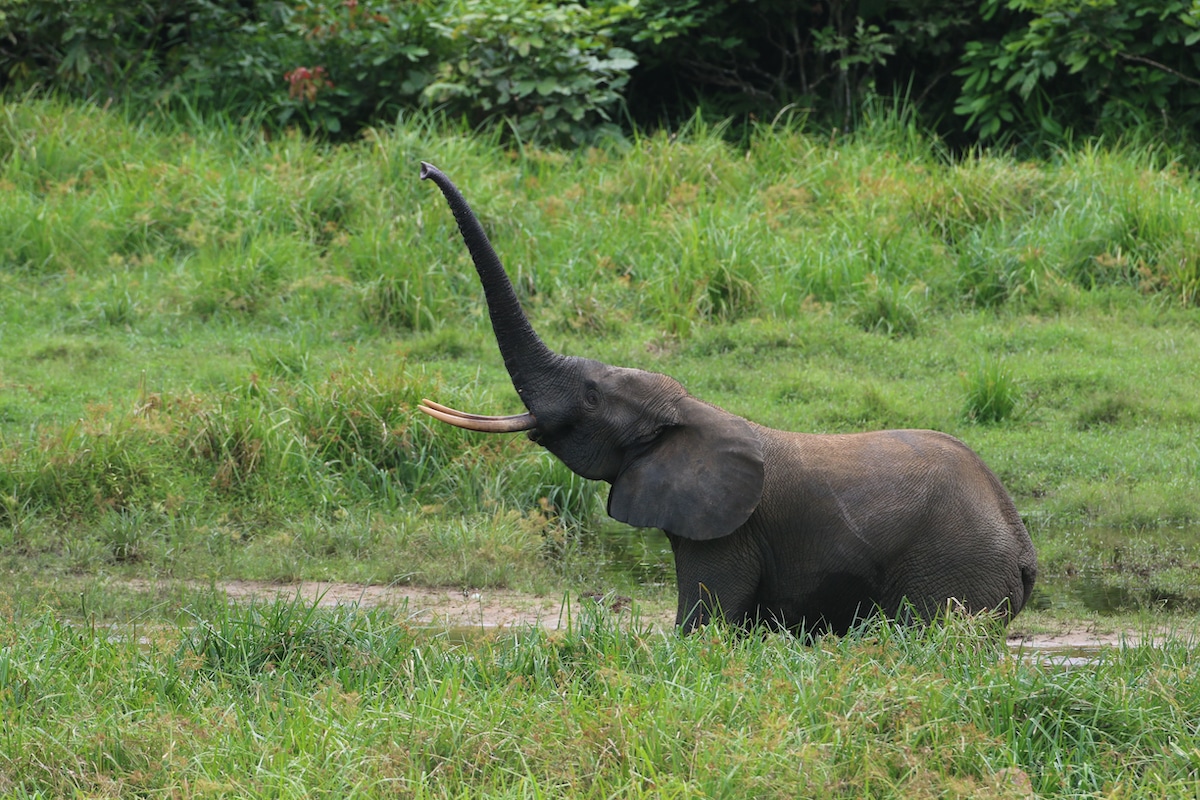 A forest elephant in Gabon.