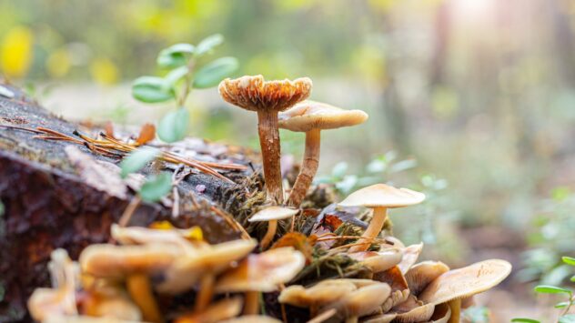 7 Fascinating Fungi Innovations