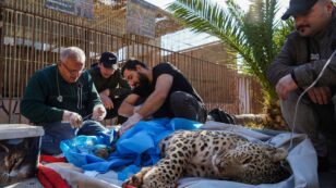 Rare Leopard Caught in Trap Loses Leg, Cannot Return to Wild