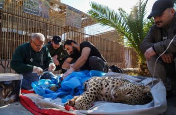 Rare Leopard Caught in Trap Loses Leg, Cannot Return to Wild