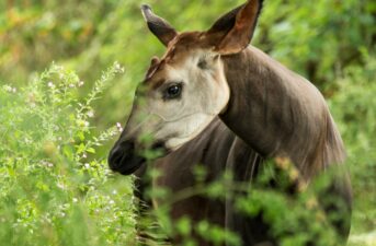 Endangered Okapi Reserve Threatened by Human Activity
