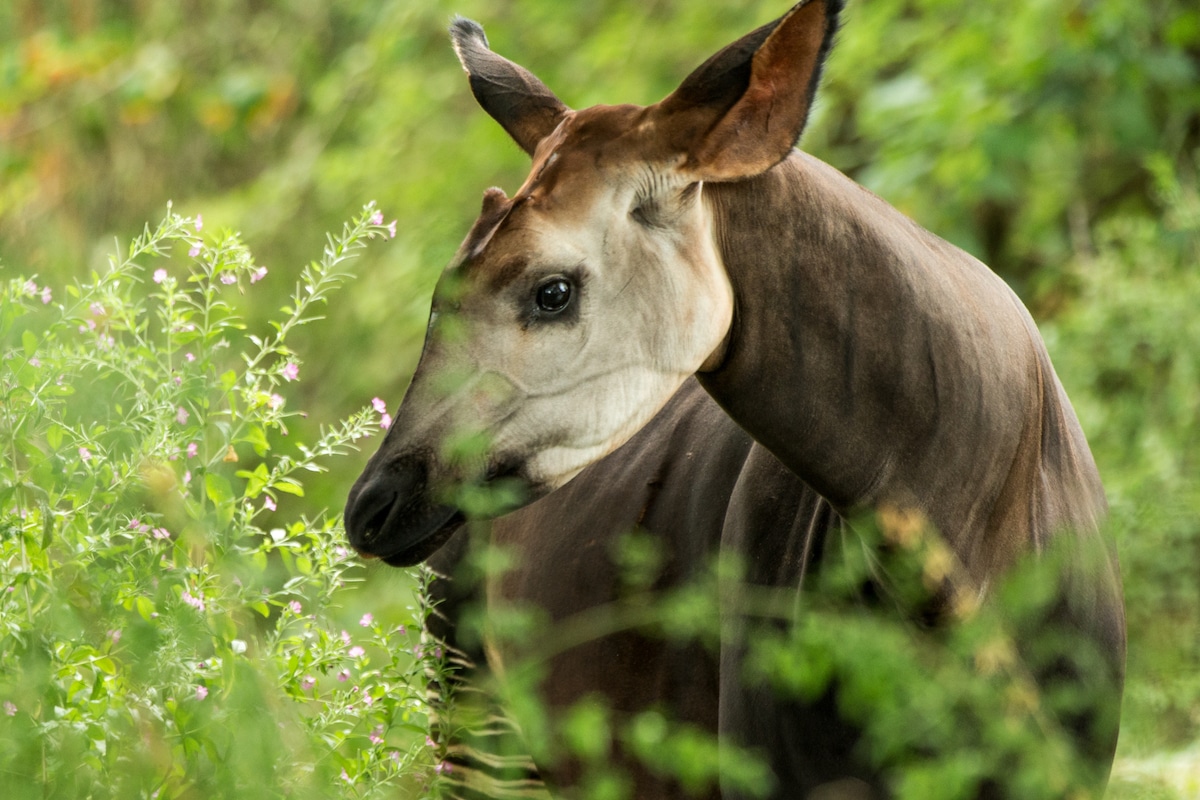 Endangered Okapi Reserve Threatened by Human Activity - EcoWatch