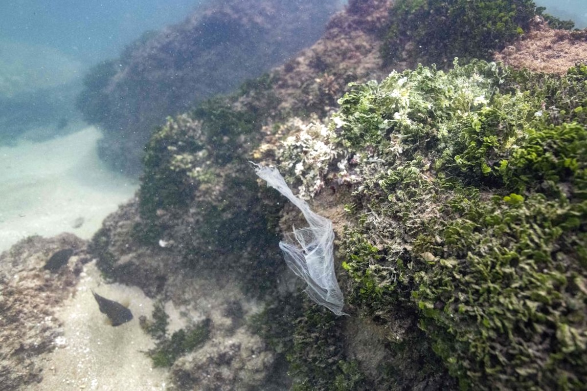A plastic bag in the Indian Ocean