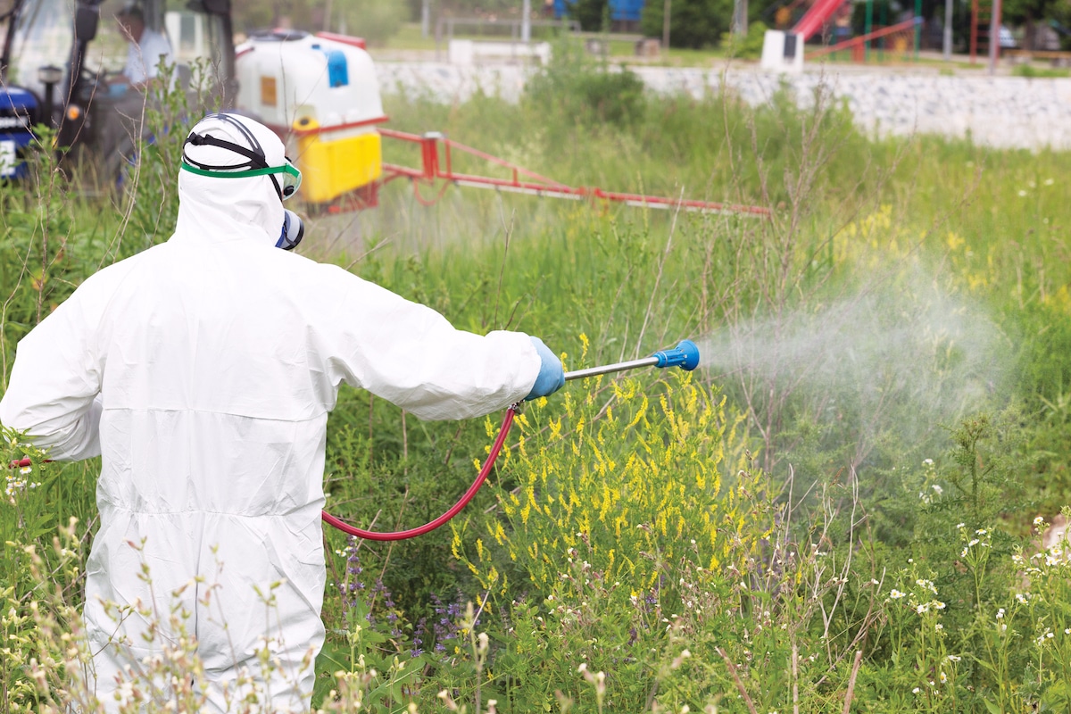 A man sprays herbicide on ragweed.