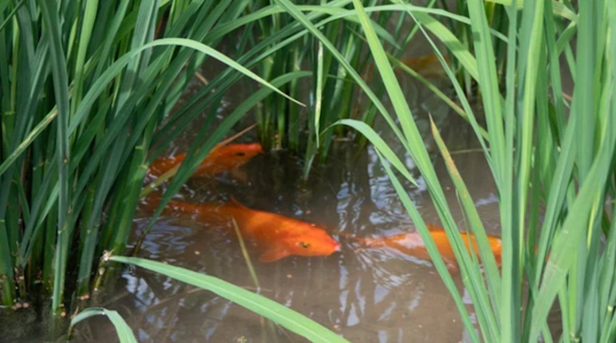 A local carp living with rice plants