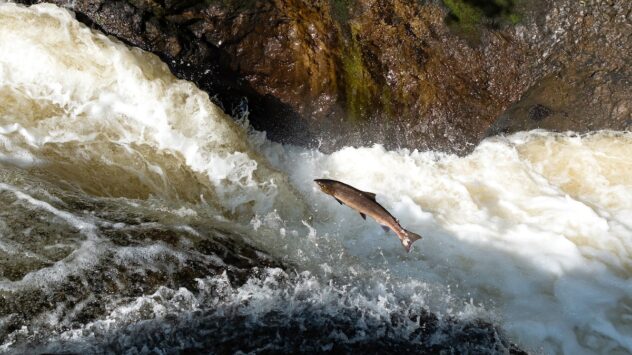 Scotland to Plant Millions of Trees Along Rivers to Save Wild Salmon From the Heat