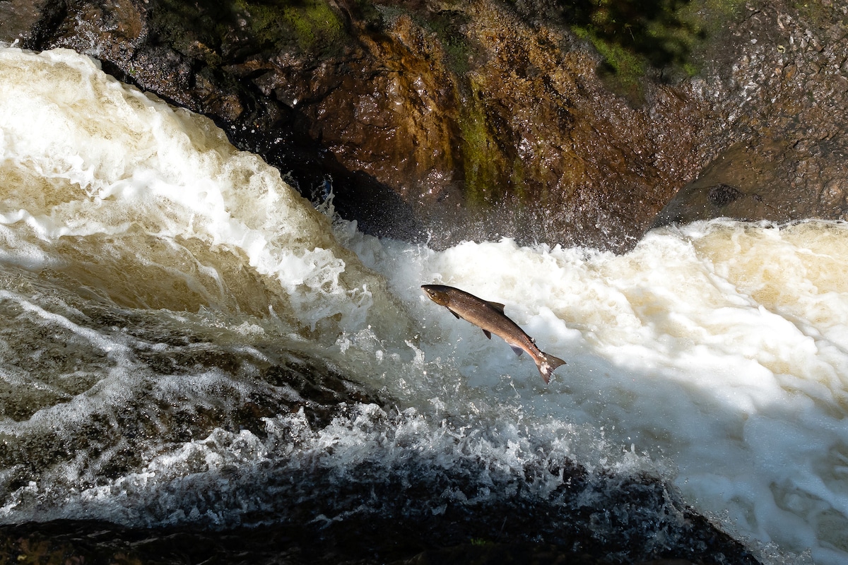 A salmon leaps at a waterfall in Scotland