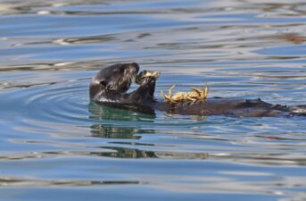 Should Sea Otters Be Brought Back to the Oregon Coast?