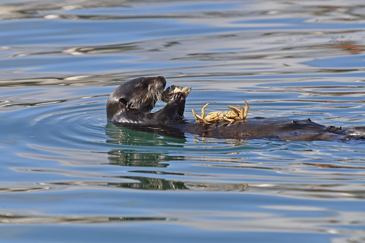 A sea otter eats a crab in the Gulf of Alaska.