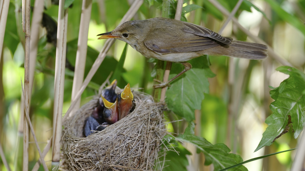 A migratory reed warbler with chicks.