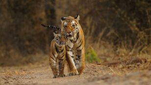 WWF Report Highlights Tiger Population Gains for the Year of the Tiger