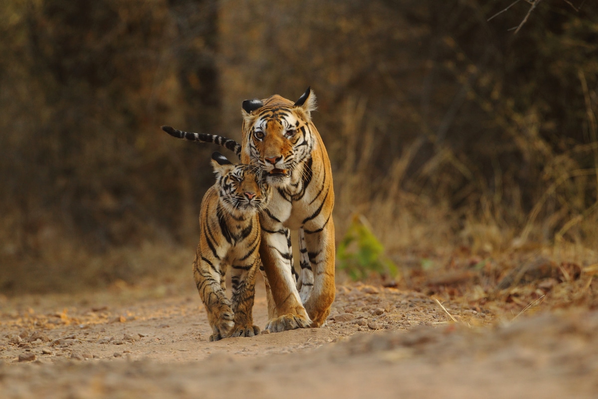 A mother Royal Bengal tiger and cub in India