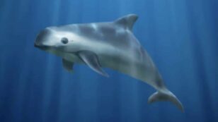 Can the Vaquita, the World’s Smallest Marine Mammal, Be Saved From Extinction?