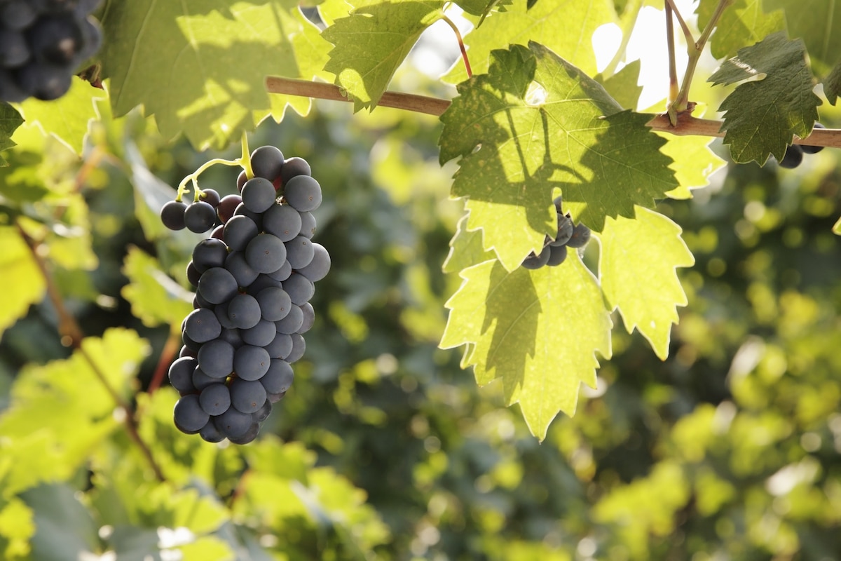 Zinfandel grapes on a vine