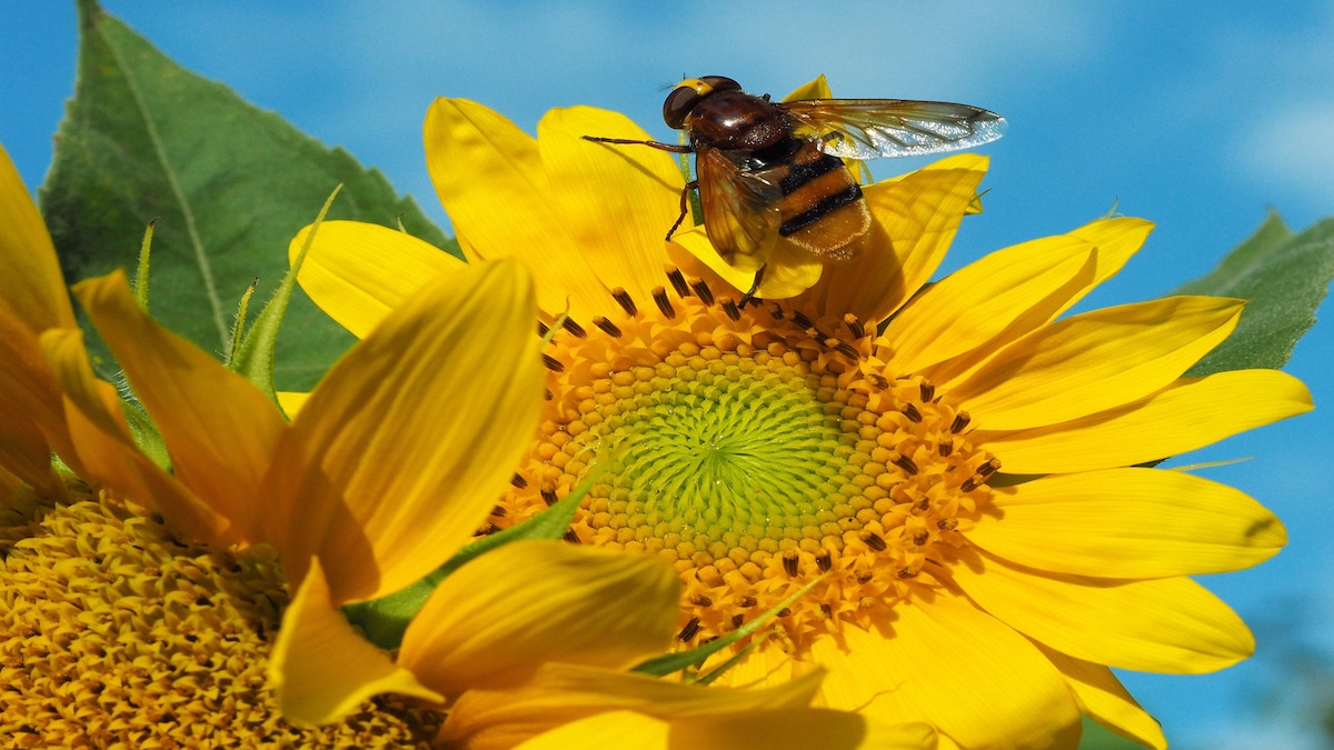 A bee pollinates a sunflower
