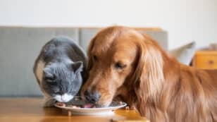Should You Put Your Pets on a Plant-Based Diet? Experts Say No