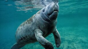 Florida’s Starving Manatees Ate ‘Every Scrap’ of Food in Trial Feeding Program