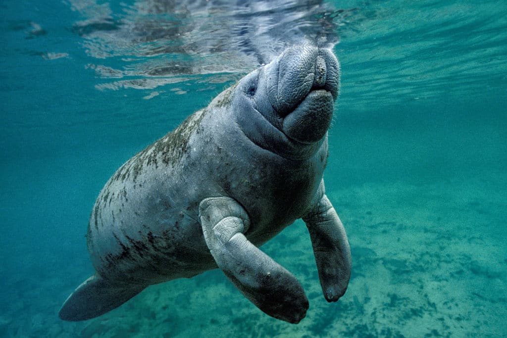 West Indian Manatee.
