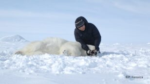 International Women’s Day: Meet Four Female Scientists Working to Understand Vulnerable Polar Bears