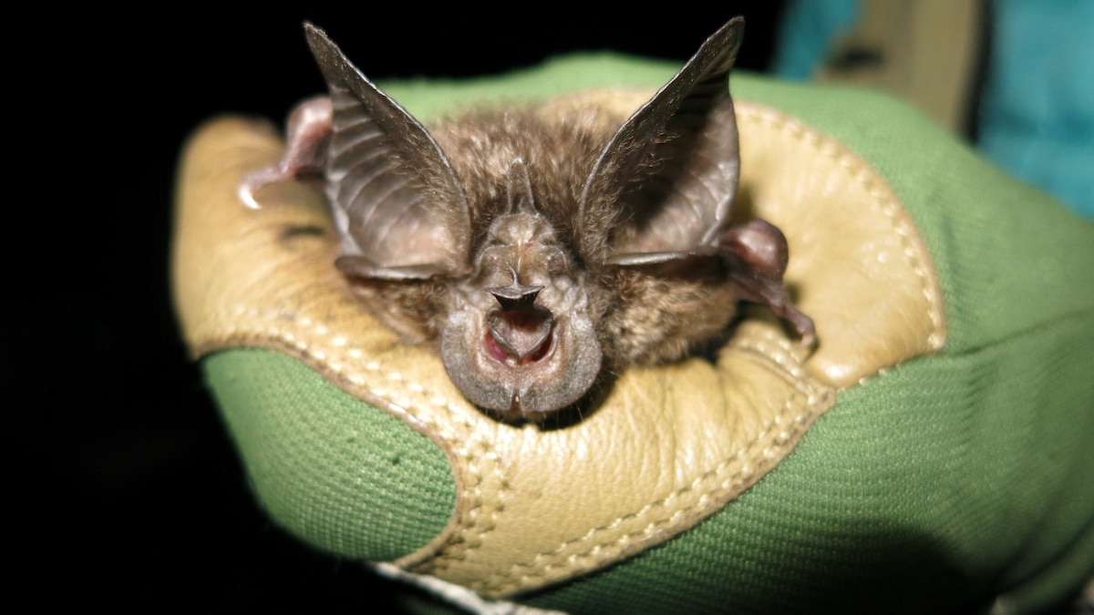 Hill's horseshoe bat