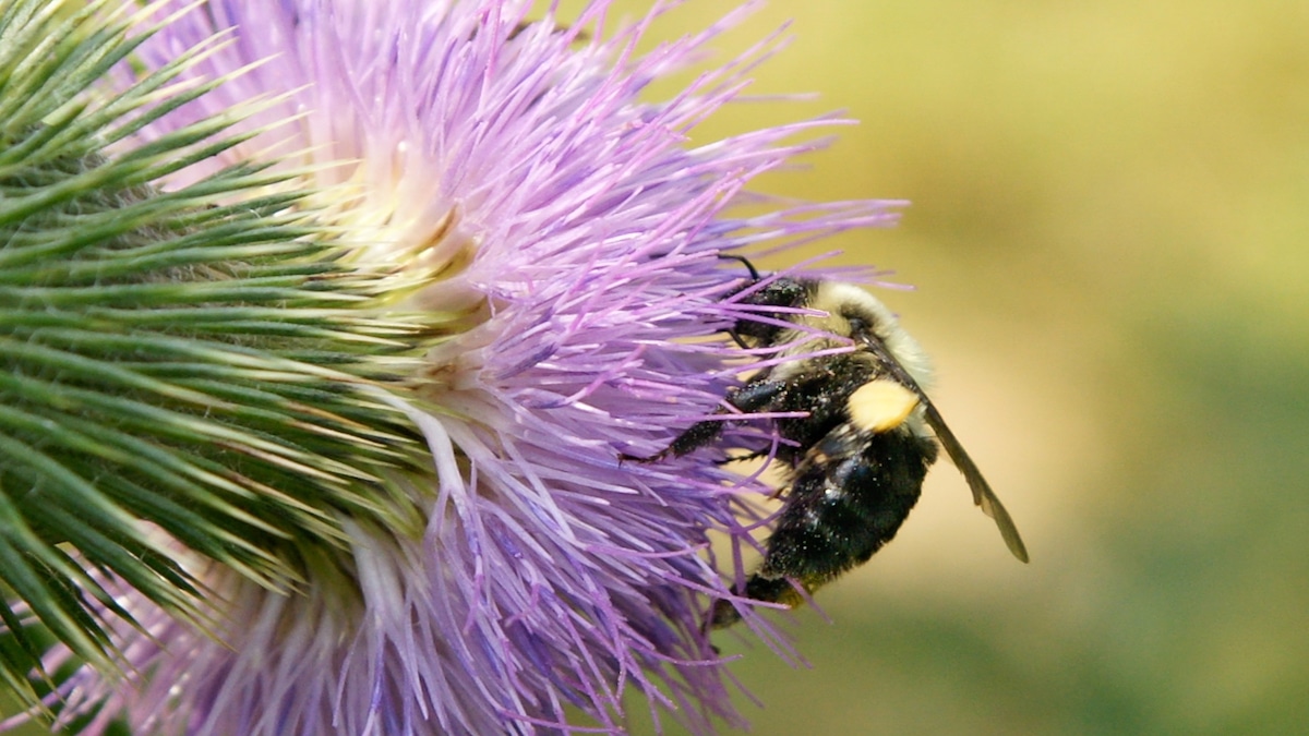 A bee collects pollen from a thistle flower