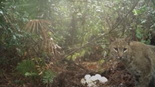 Bobcat in Florida Everglades Preys on Burmese Python Eggs
