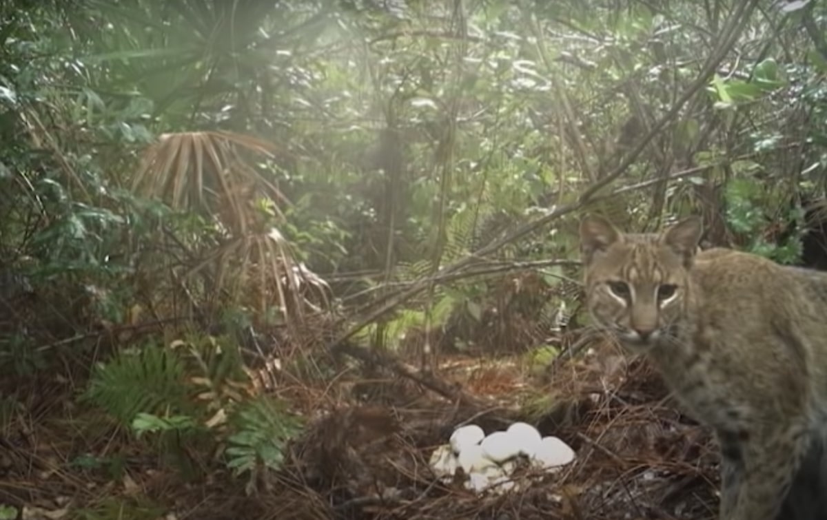A bobcat preys on a Burmese python nest in the Florida Everglades.