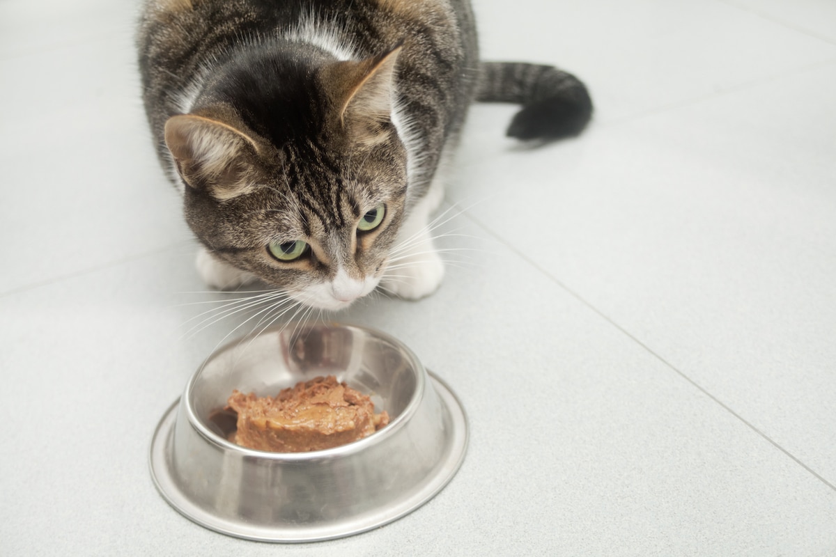 A cat eating wet food