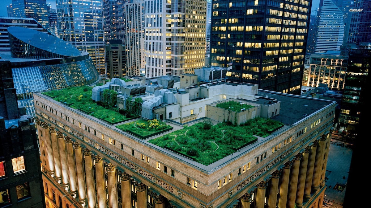 The rooftop garden at Chicago's City Hall.