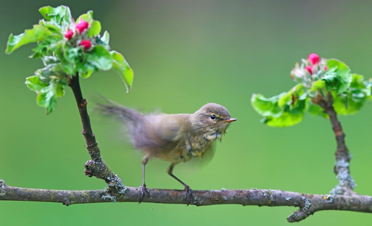 A chiffchaff on a flowering apple branch in Germany.