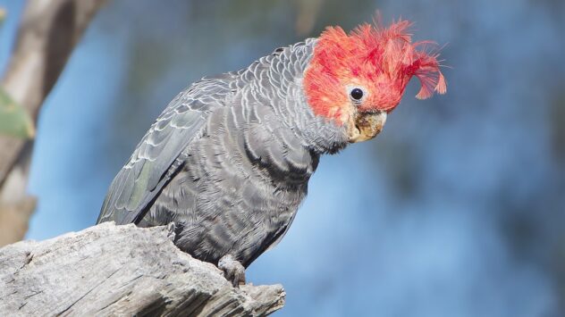 Gang-Gang Cockatoo Now Endangered in Australia Due to Climate Crisis